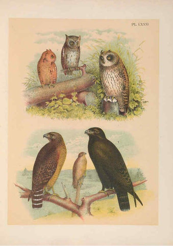 Reproducción/Reproduction 6022709112: The birds of North America New York :Published under the auspices of the Natural Science Association of America,1903