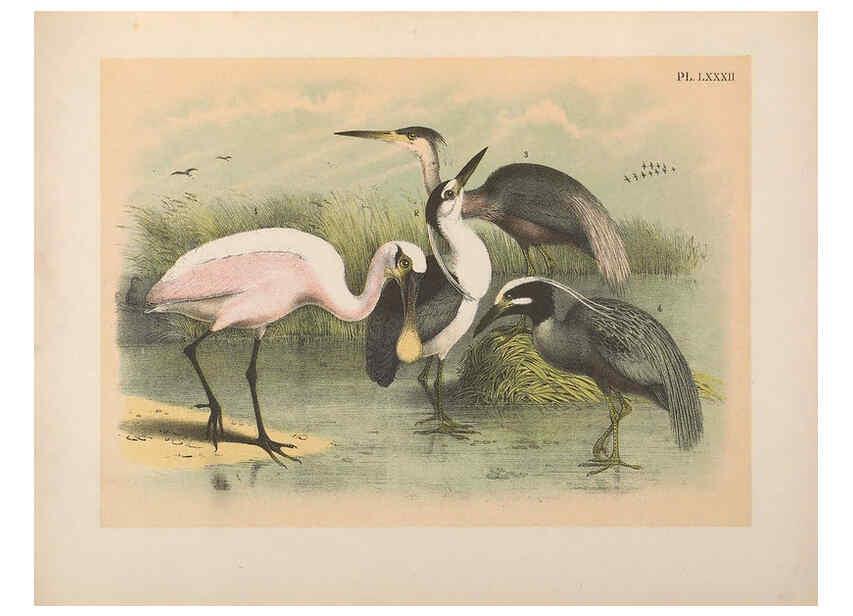 Reproducción/Reproduction 6022152399: The birds of North America New York :Published under the auspices of the Natural Science Association of America,1903