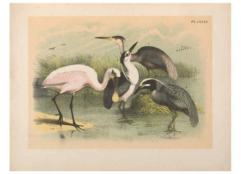 Reproducción/Reproduction 6022152399: The birds of North America New York :Published under the auspices of the Natural Science Association of America,1903