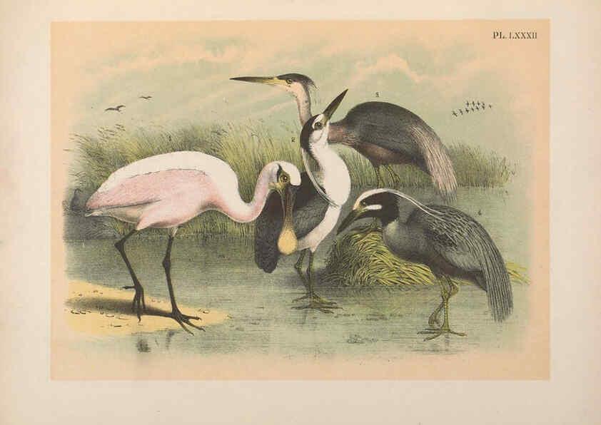 Reproducción/Reproduction 6022152399: The birds of North America New York :Published under the auspices of the Natural Science Association of America,1903