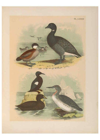 Reproducción/Reproduction 6022709610: The birds of North America New York :Published under the auspices of the Natural Science Association of America,1903