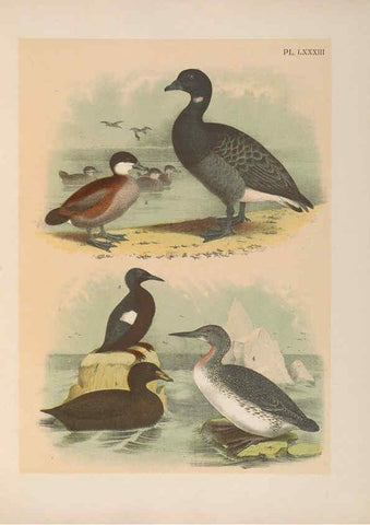 Reproducción/Reproduction 6022709610: The birds of North America New York :Published under the auspices of the Natural Science Association of America,1903