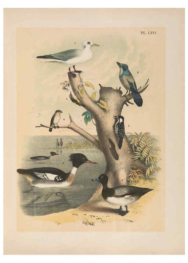 Reproducción/Reproduction 6022703580: The birds of North America New York :Published under the auspices of the Natural Science Association of America,1903