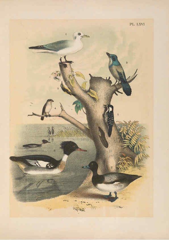 Reproducción/Reproduction 6022703580: The birds of North America New York :Published under the auspices of the Natural Science Association of America,1903