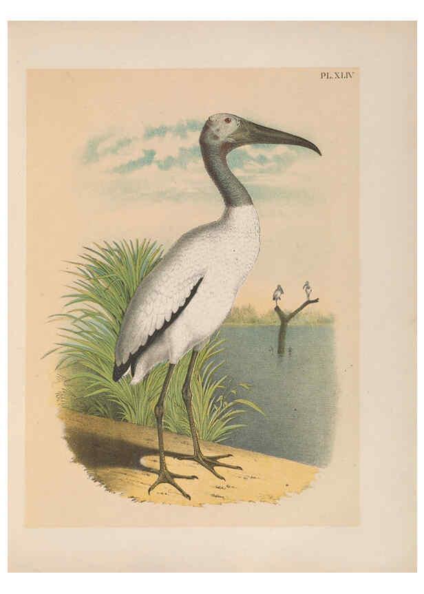 Reproducción/Reproduction 6022138479: The birds of North America New York :Published under the auspices of the Natural Science Association of America,1903