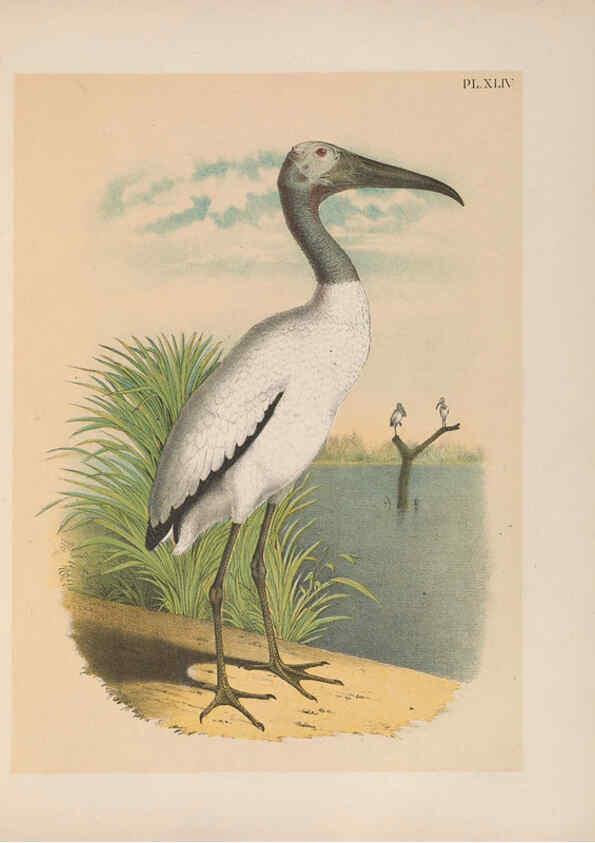 Reproducción/Reproduction 6022138479: The birds of North America New York :Published under the auspices of the Natural Science Association of America,1903