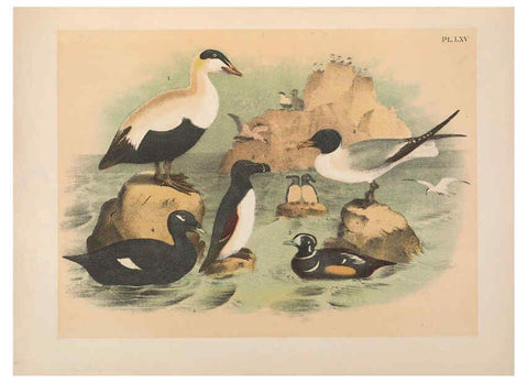 Reproducción/Reproduction 6022146205: The birds of North America New York :Published under the auspices of the Natural Science Association of America,1903