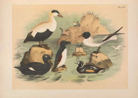 Reproducción/Reproduction 6022146205: The birds of North America New York :Published under the auspices of the Natural Science Association of America,1903