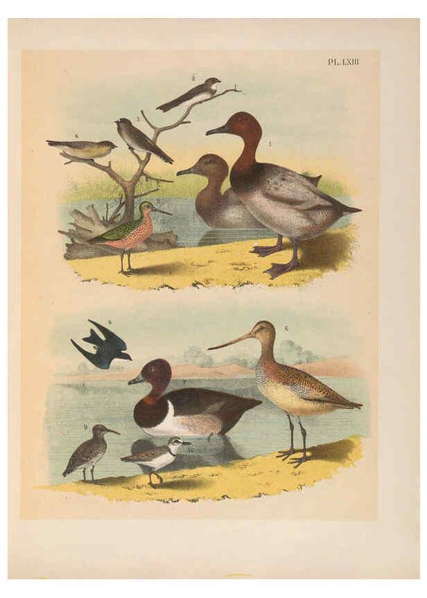 Reproducción/Reproduction 6022702192: The birds of North America New York :Published under the auspices of the Natural Science Association of America,1903