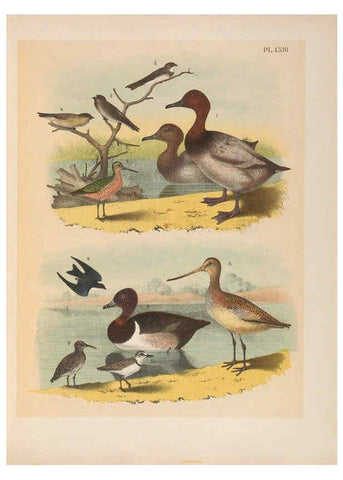 Reproducción/Reproduction 6022702192: The birds of North America New York :Published under the auspices of the Natural Science Association of America,1903