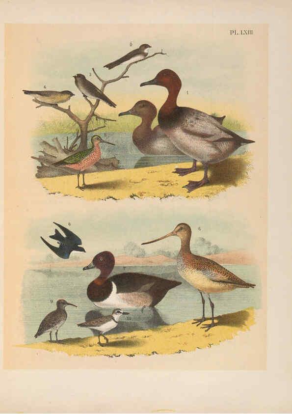 Reproducción/Reproduction 6022702192: The birds of North America New York :Published under the auspices of the Natural Science Association of America,1903