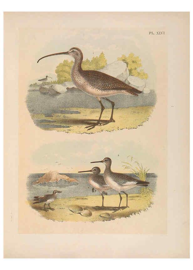 Reproducción/Reproduction 6022139361: The birds of North America New York :Published under the auspices of the Natural Science Association of America,1903
