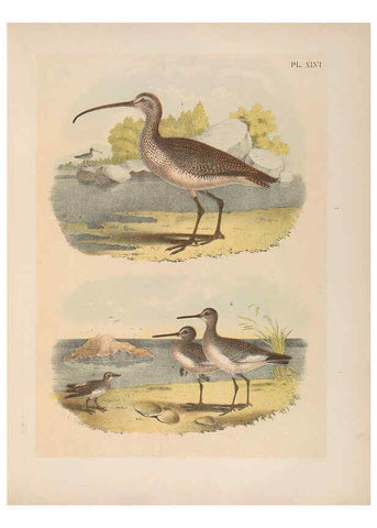 Reproducción/Reproduction 6022139361: The birds of North America New York :Published under the auspices of the Natural Science Association of America,1903