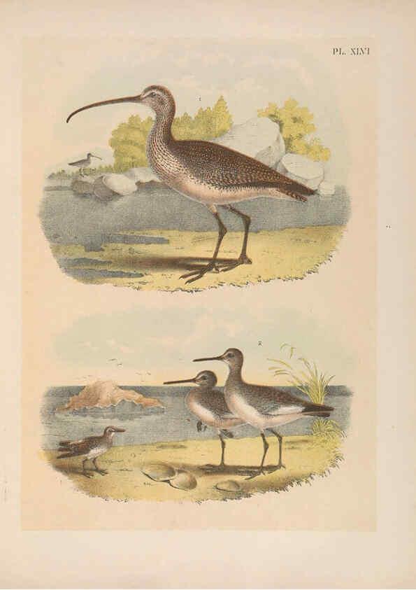 Reproducción/Reproduction 6022139361: The birds of North America New York :Published under the auspices of the Natural Science Association of America,1903