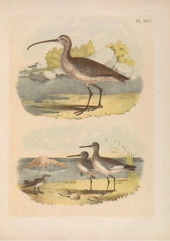 Reproducción/Reproduction 6022139361: The birds of North America New York :Published under the auspices of the Natural Science Association of America,1903