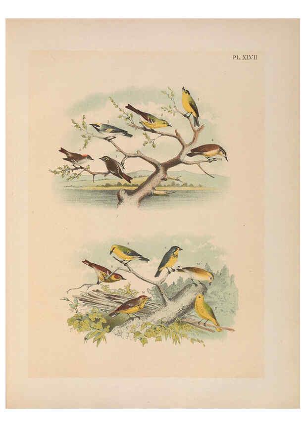 Reproducción/Reproduction 6022139589: The birds of North America New York :Published under the auspices of the Natural Science Association of America,1903