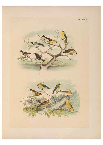 Reproducción/Reproduction 6022139589: The birds of North America New York :Published under the auspices of the Natural Science Association of America,1903