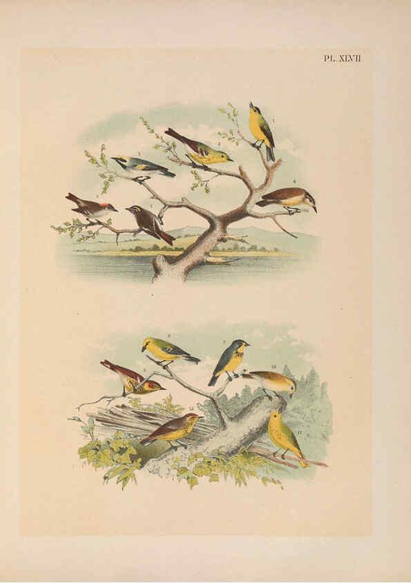 Reproducción/Reproduction 6022139589: The birds of North America New York :Published under the auspices of the Natural Science Association of America,1903