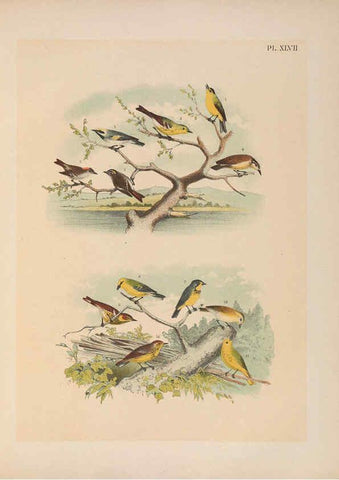 Reproducción/Reproduction 6022139589: The birds of North America New York :Published under the auspices of the Natural Science Association of America,1903