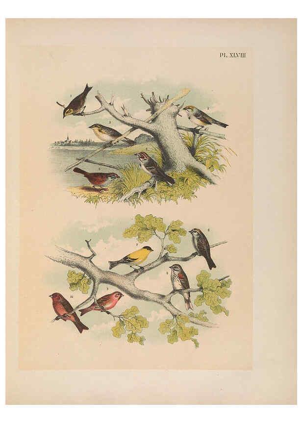 Reproducción/Reproduction 6022139843: The birds of North America New York :Published under the auspices of the Natural Science Association of America,1903