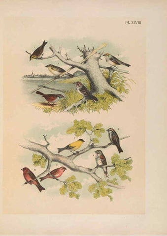 Reproducción/Reproduction 6022139843: The birds of North America New York :Published under the auspices of the Natural Science Association of America,1903