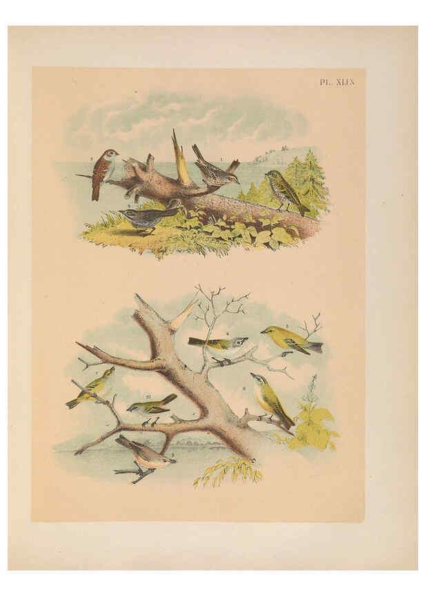 Reproducción/Reproduction 6022696960: The birds of North America New York :Published under the auspices of the Natural Science Association of America,1903