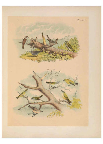 Reproducción/Reproduction 6022696960: The birds of North America New York :Published under the auspices of the Natural Science Association of America,1903