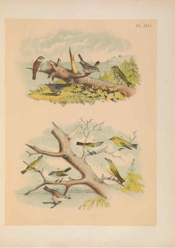 Reproducción/Reproduction 6022696960: The birds of North America New York :Published under the auspices of the Natural Science Association of America,1903
