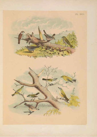 Reproducción/Reproduction 6022696960: The birds of North America New York :Published under the auspices of the Natural Science Association of America,1903