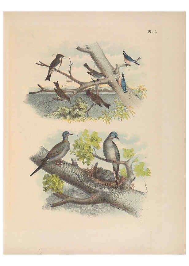 Reproducción/Reproduction 6022140911: The birds of North America New York :Published under the auspices of the Natural Science Association of America,1903