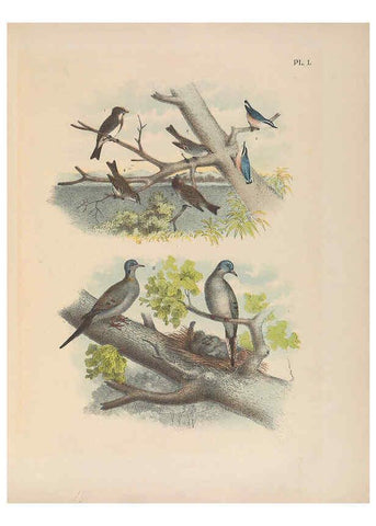 Reproducción/Reproduction 6022140911: The birds of North America New York :Published under the auspices of the Natural Science Association of America,1903