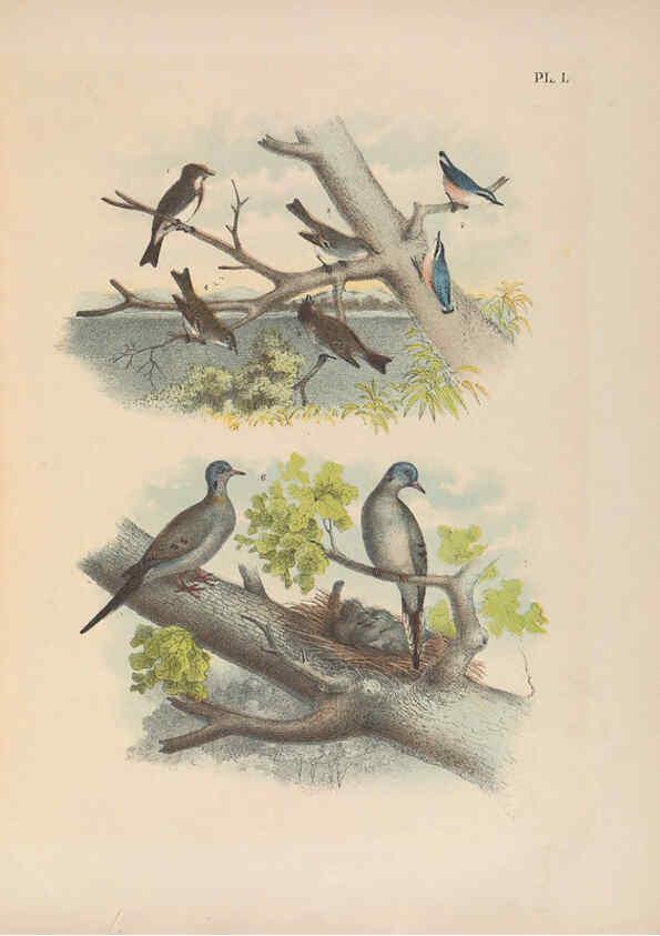 Reproducción/Reproduction 6022140911: The birds of North America New York :Published under the auspices of the Natural Science Association of America,1903