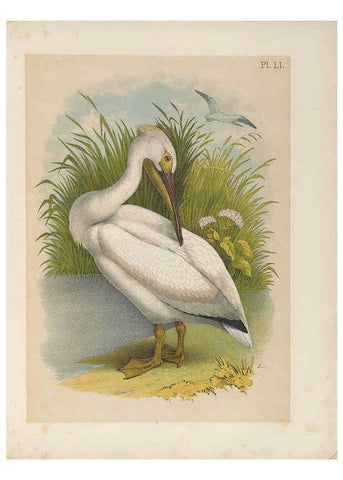 Reproducción/Reproduction 6022697872: The birds of North America New York :Published under the auspices of the Natural Science Association of America,1903