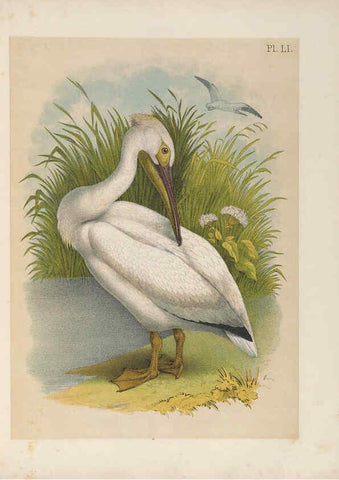 Reproducción/Reproduction 6022697872: The birds of North America New York :Published under the auspices of the Natural Science Association of America,1903