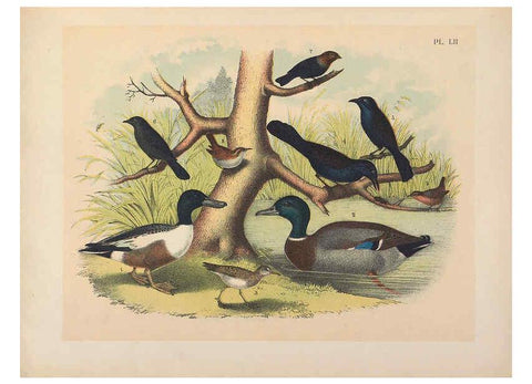 Reproducción/Reproduction 6022698184: The birds of North America New York :Published under the auspices of the Natural Science Association of America,1903