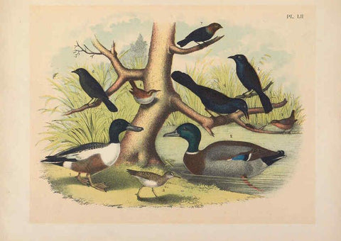 Reproducción/Reproduction 6022698184: The birds of North America New York :Published under the auspices of the Natural Science Association of America,1903