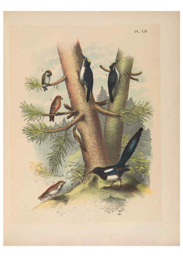Reproducción/Reproduction 6022141959: The birds of North America New York :Published under the auspices of the Natural Science Association of America,1903