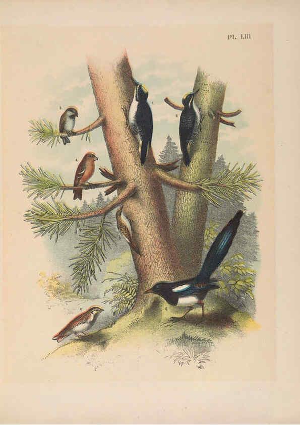 Reproducción/Reproduction 6022141959: The birds of North America New York :Published under the auspices of the Natural Science Association of America,1903