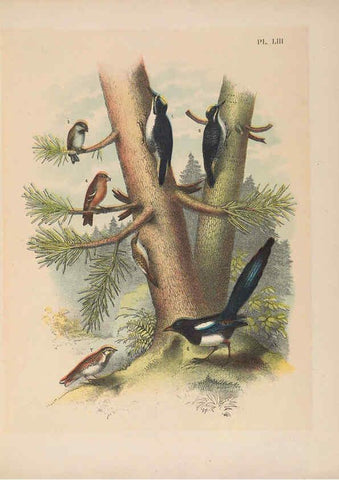 Reproducción/Reproduction 6022141959: The birds of North America New York :Published under the auspices of the Natural Science Association of America,1903