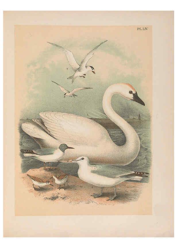 Reproducción/Reproduction 6022142299: The birds of North America New York :Published under the auspices of the Natural Science Association of America,1903