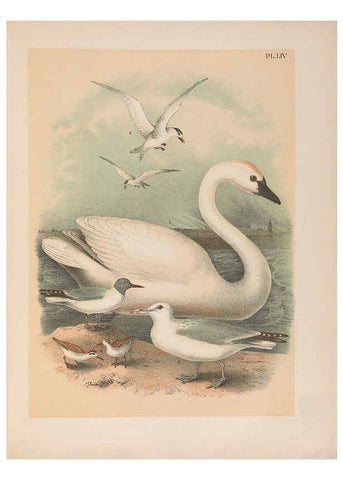 Reproducción/Reproduction 6022142299: The birds of North America New York :Published under the auspices of the Natural Science Association of America,1903