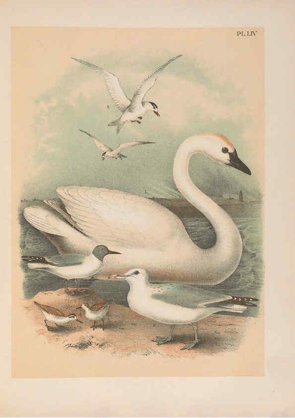 Reproducción/Reproduction 6022142299: The birds of North America New York :Published under the auspices of the Natural Science Association of America,1903