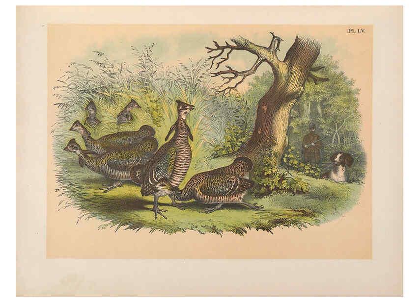 Reproducción/Reproduction 6022142643: The birds of North America New York :Published under the auspices of the Natural Science Association of America,1903