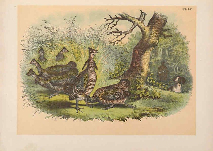 Reproducción/Reproduction 6022142643: The birds of North America New York :Published under the auspices of the Natural Science Association of America,1903