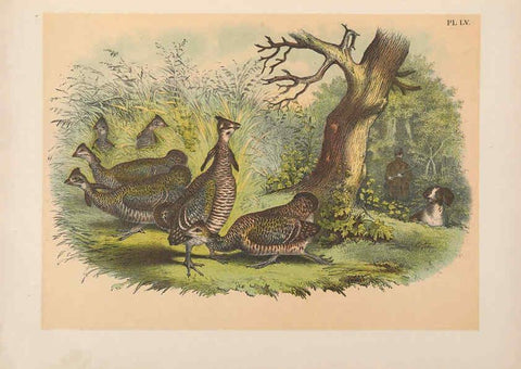 Reproducción/Reproduction 6022142643: The birds of North America New York :Published under the auspices of the Natural Science Association of America,1903