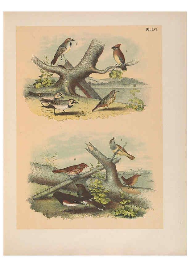 Reproducción/Reproduction 6022699758: The birds of North America New York :Published under the auspices of the Natural Science Association of America,1903
