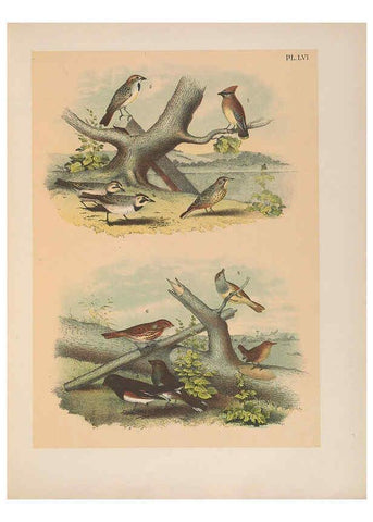 Reproducción/Reproduction 6022699758: The birds of North America New York :Published under the auspices of the Natural Science Association of America,1903