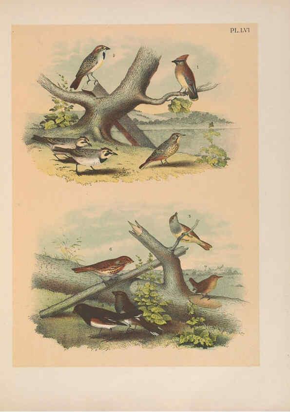 Reproducción/Reproduction 6022699758: The birds of North America New York :Published under the auspices of the Natural Science Association of America,1903