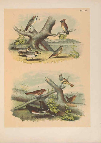 Reproducción/Reproduction 6022699758: The birds of North America New York :Published under the auspices of the Natural Science Association of America,1903