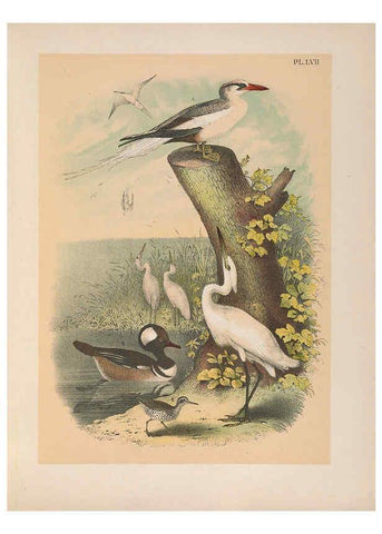 Reproducción/Reproduction 6022143287: The birds of North America New York :Published under the auspices of the Natural Science Association of America,1903